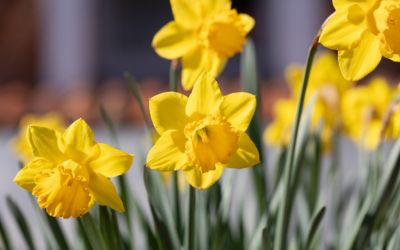When Is It Too Late to Plant Daffodils? JParkers