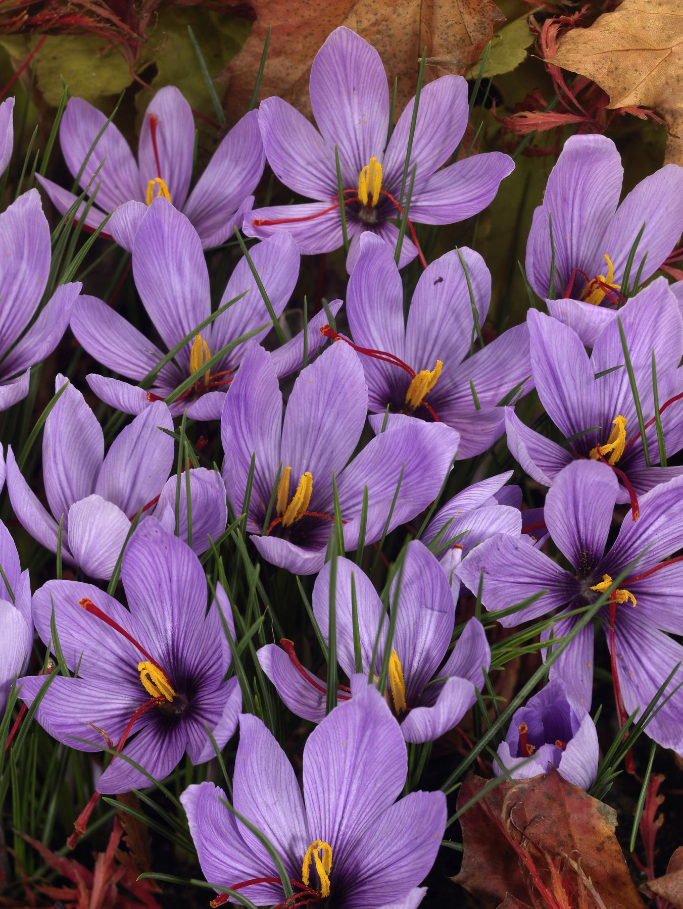 Buy Crocus Sativus (Saffron) J Parker Dutch Bulbs