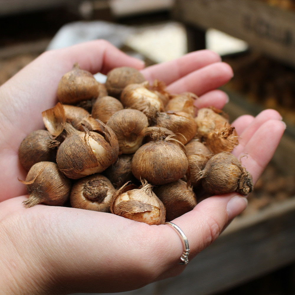 Buy Crocus Joan of Arc J Parker Dutch Bulbs J. Parkers