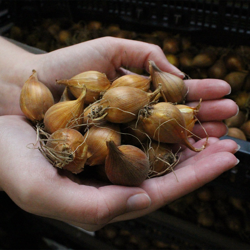 Buy Dutch Iris White Excelsior J Parkers Dutch Bulbs