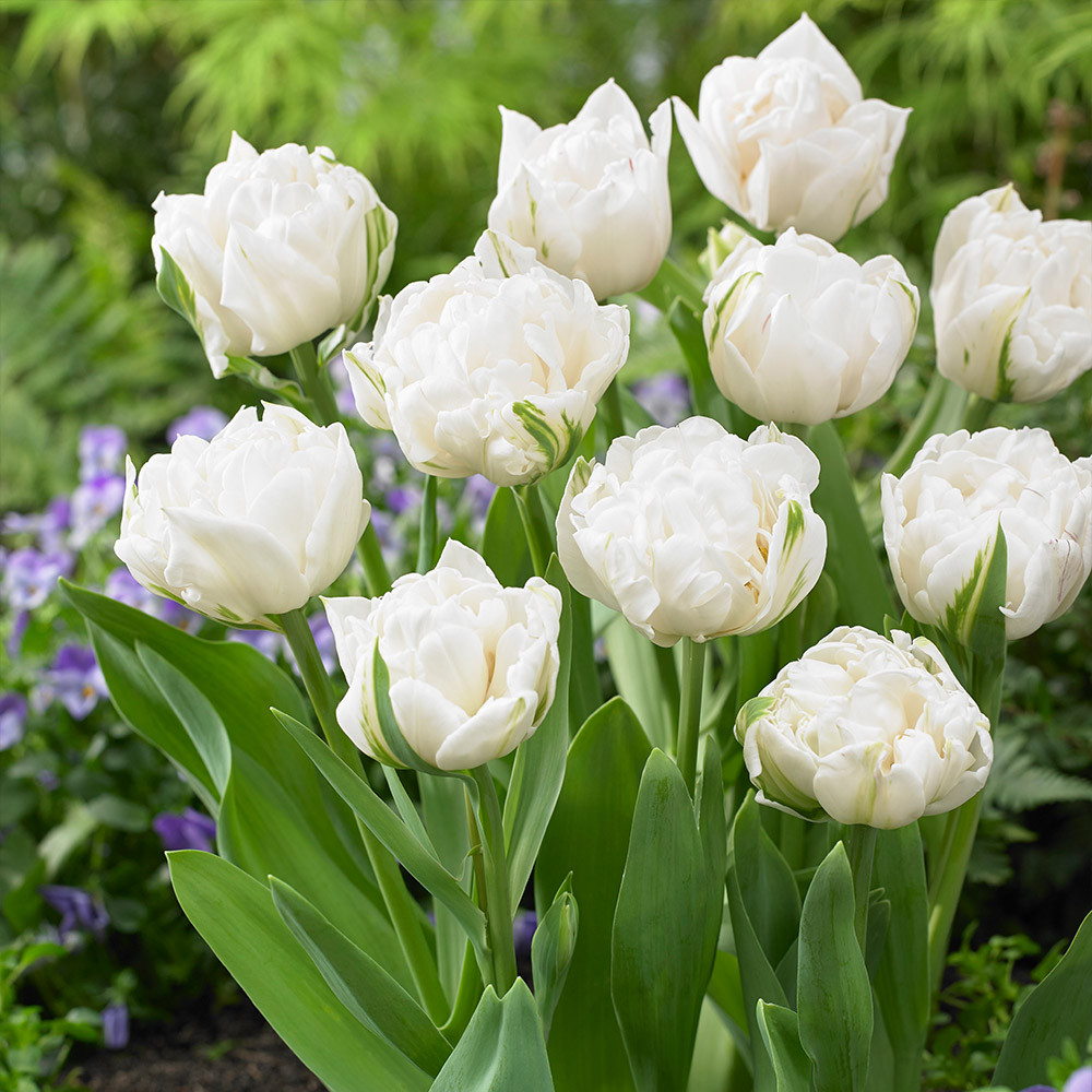Buy Tulip Mount at jparkers.co.uk