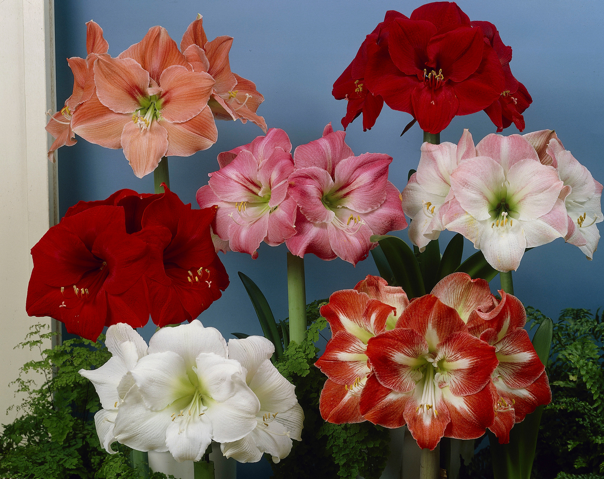 Buy Amaryllis Mixed 30cm J Parkers Dutch Bulbs