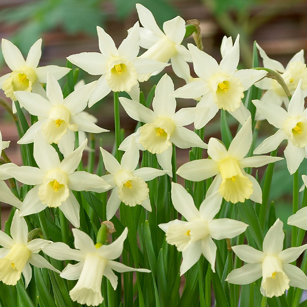 Narcissus Elka Daffodil 'Elka' J.Parker's