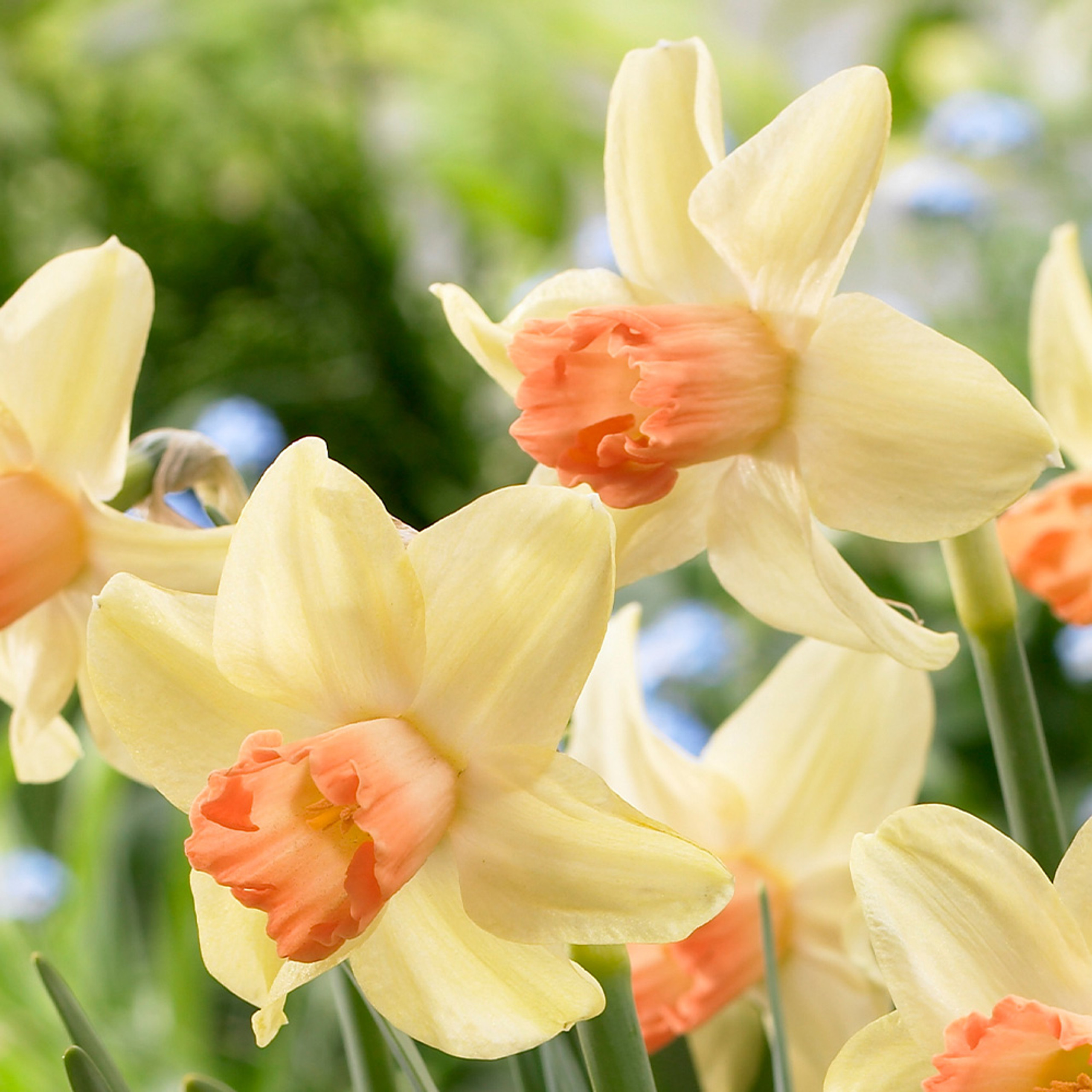 Narcissus Prototype | Daffodil 'Prototype' | J.Parker's