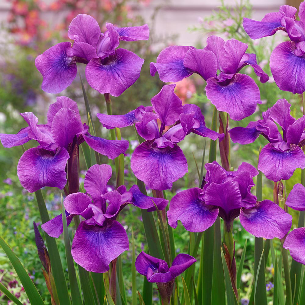 Iris sibirica 'Temper Tantrum' J Parker Dutch Bulbs