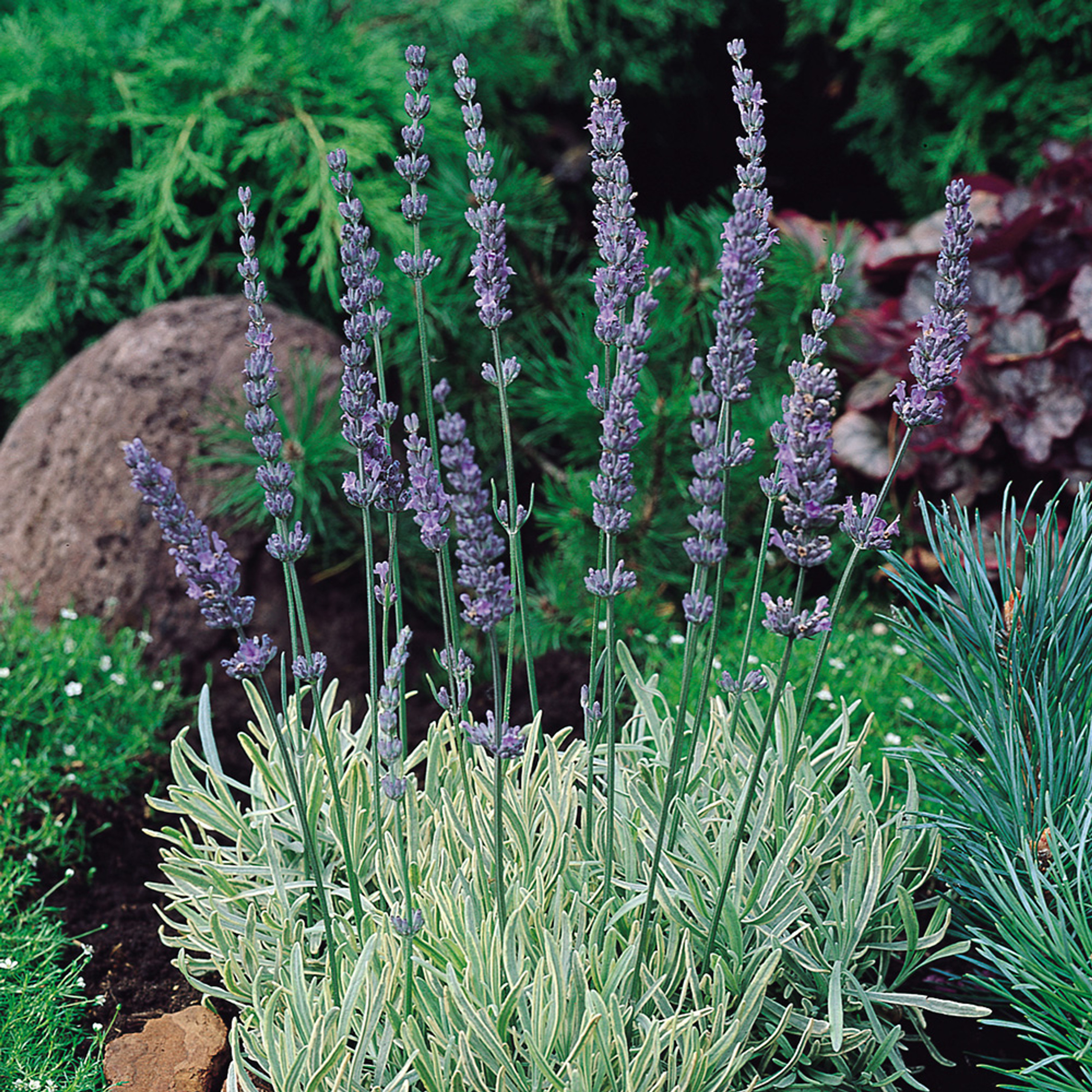 Lavender angustifolia Compact Super Scented J Parker Dutch Bulbs