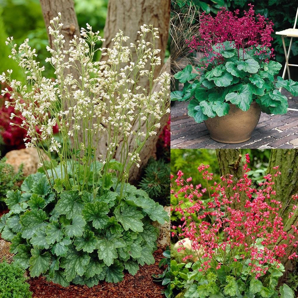Heuchera Sanguinea Bressingham Mixed | J Parker Dutch Bulbs