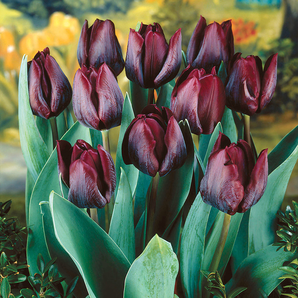 Buy Tulip Ronaldo | J Parkers Dutch Bulbs