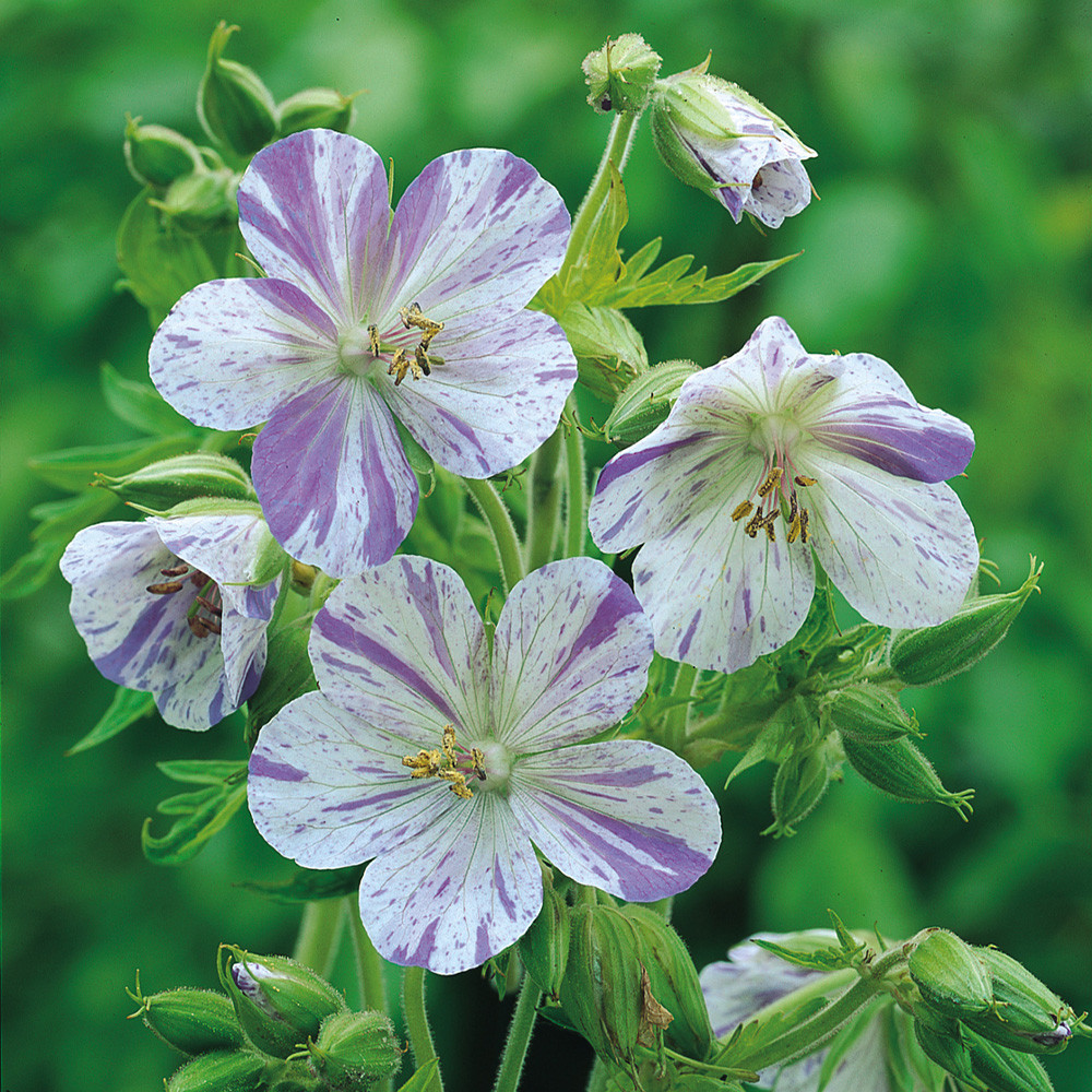 Geranium Splish Splash | J Parker Dutch Bulbs