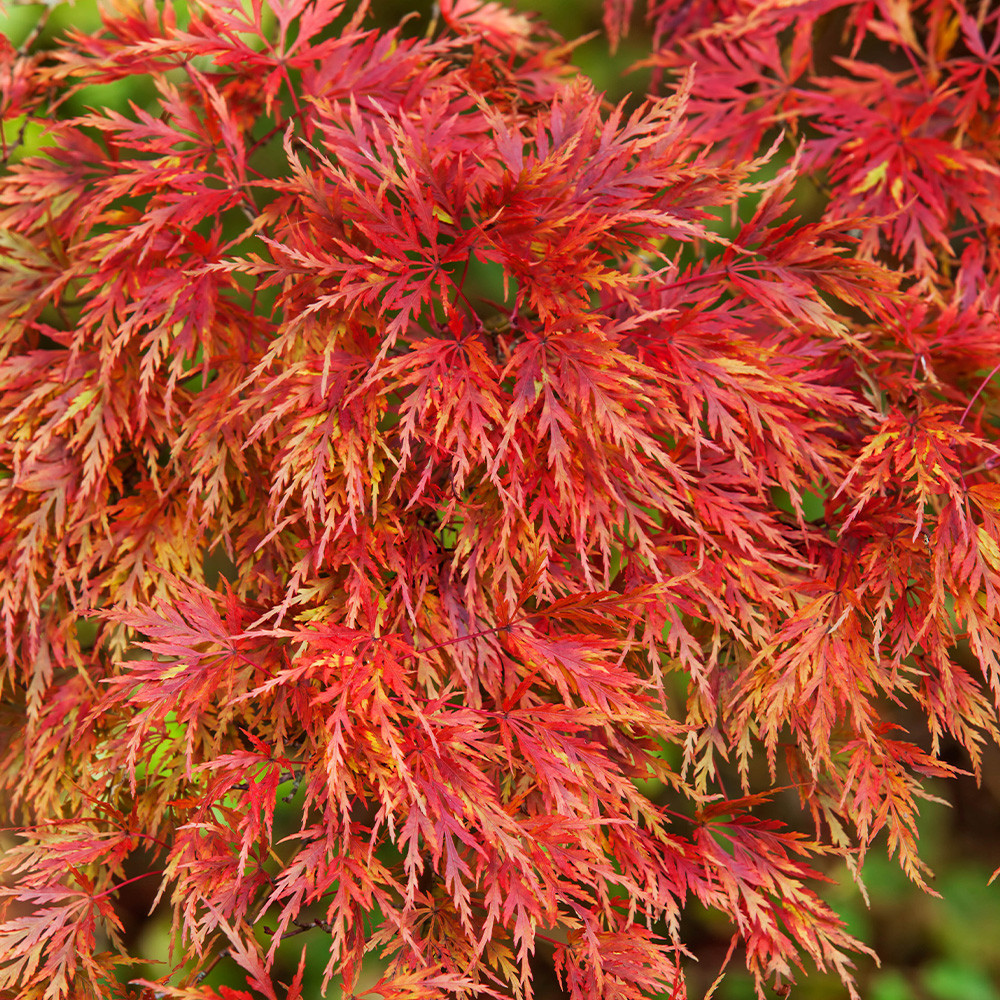 acer-palmatum-dissectum-seiryu-j-parker-dutch-bulbs
