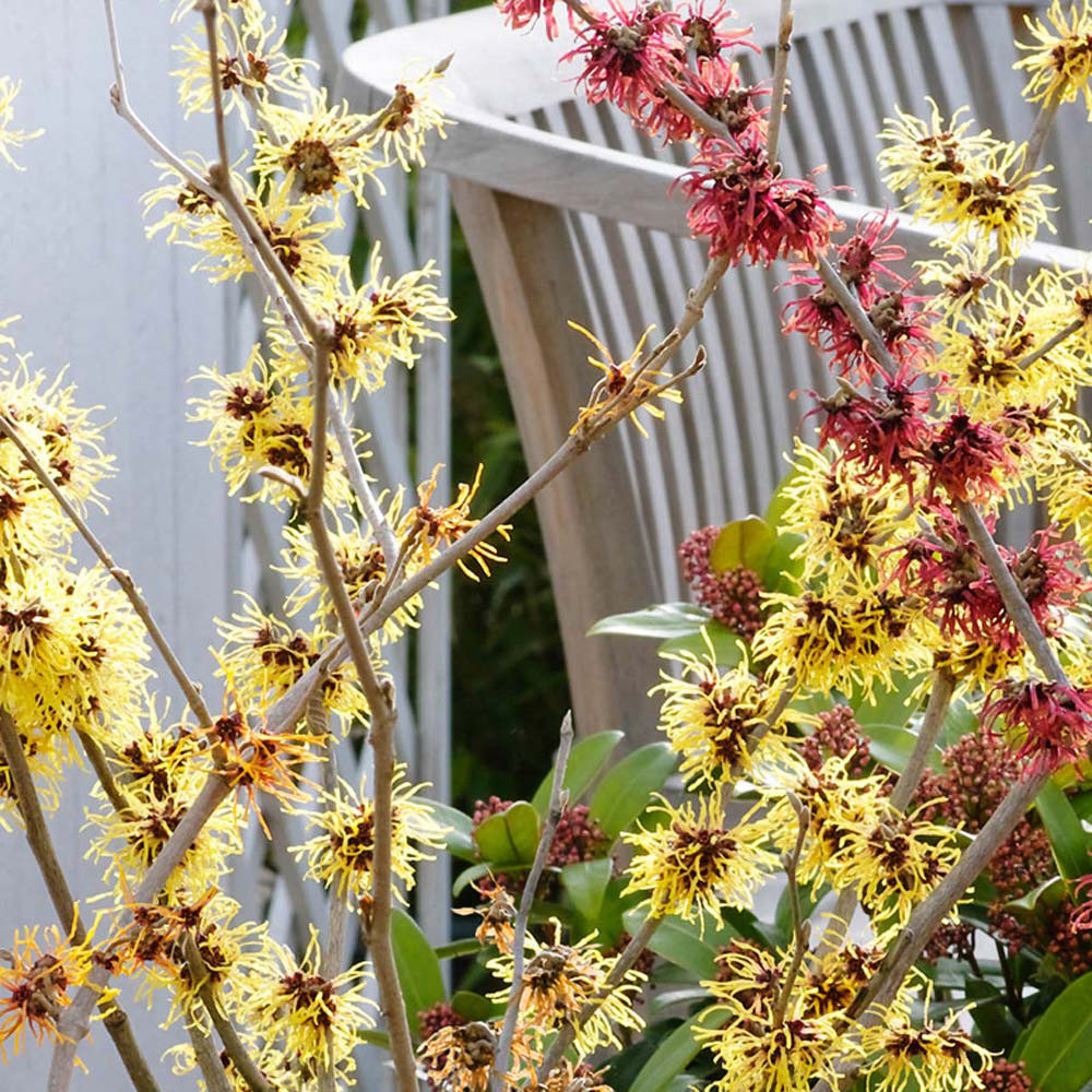 buy-hamamelis-mollis-chinese-witch-hazel-j-parkers