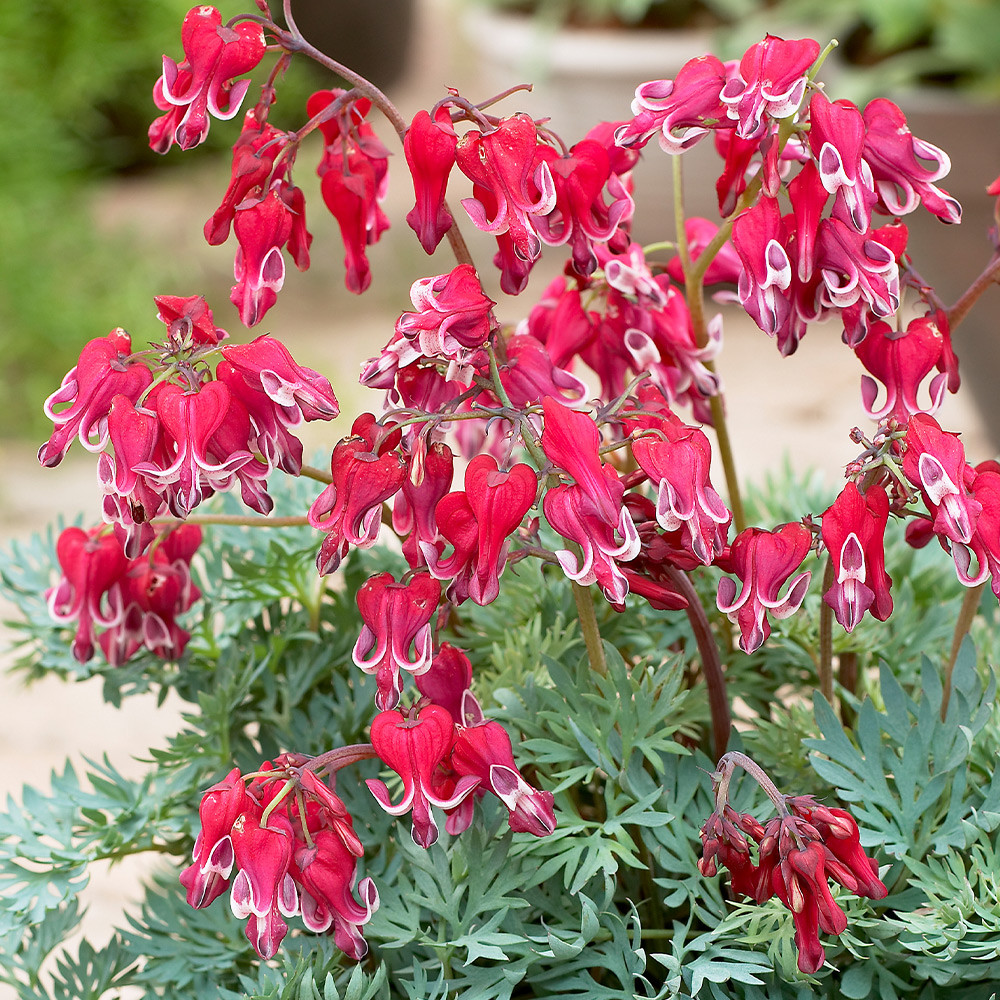 Shop Dicentra (Bleeding Hearts) Burning Hearts J Parker's Dutch Bulbs