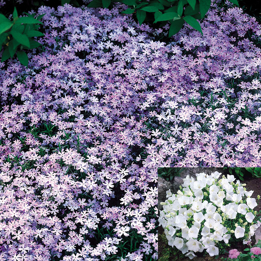 Ground Cover Perennials - JParkers