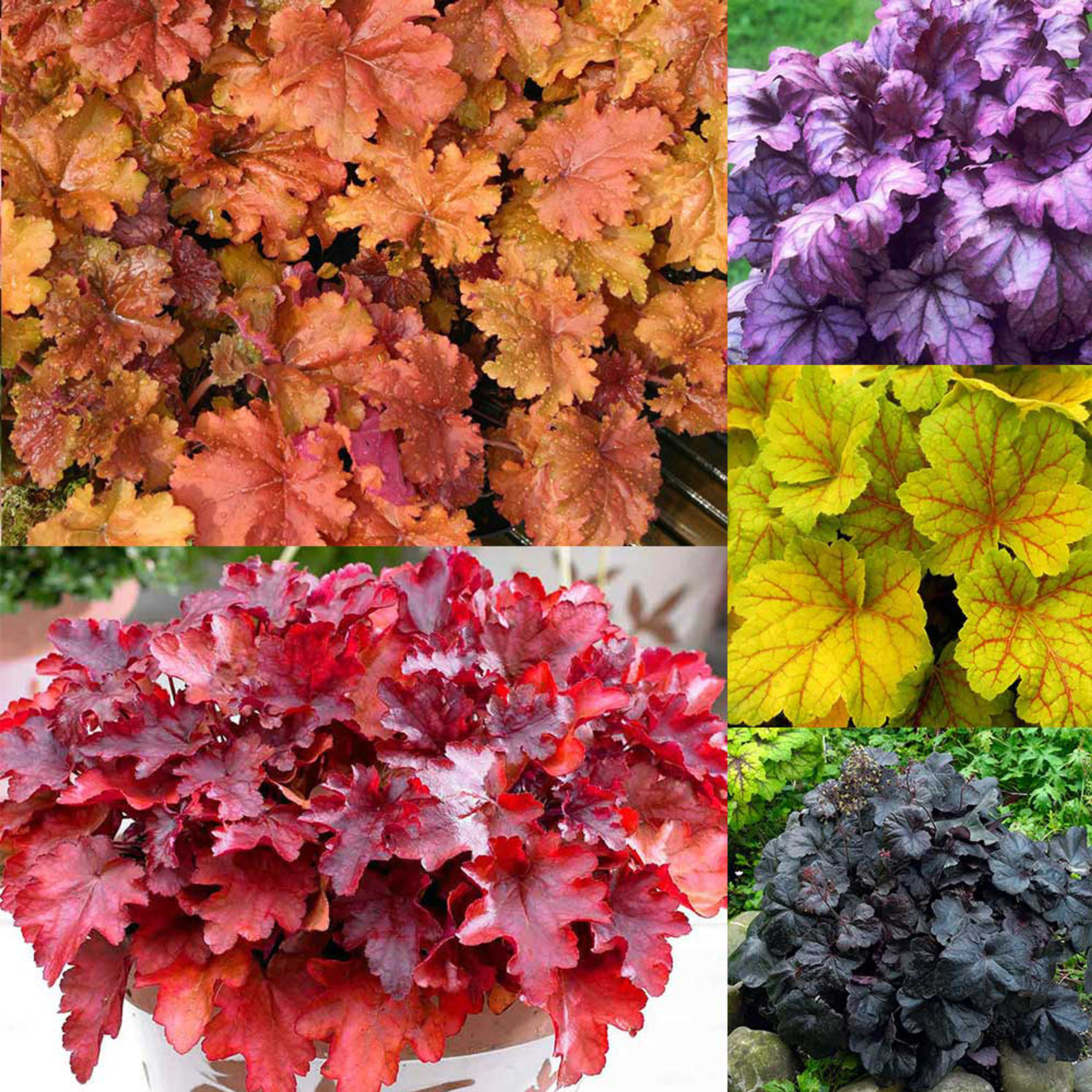 Heuchera Collection - JParkers