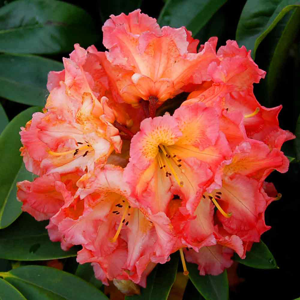 Rhododendron Collection B JParkers