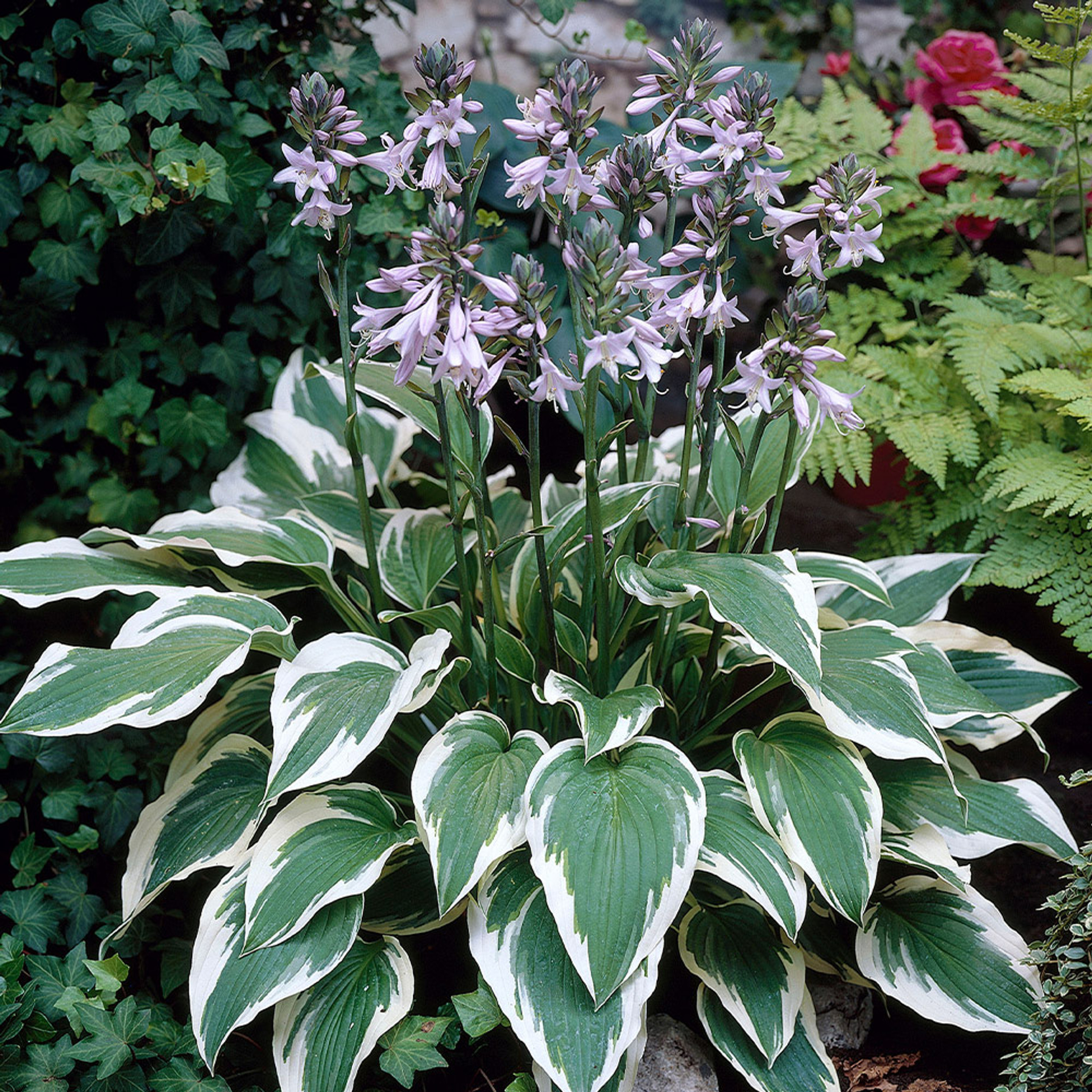 Hosta Popular Collection - JParkers