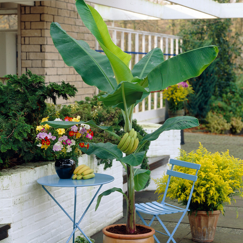 Shop Musa Basjoo | J. Parker's