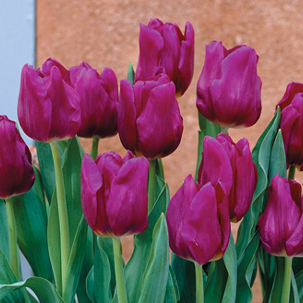 Buy Tulip Passionale at jparkers.co.uk