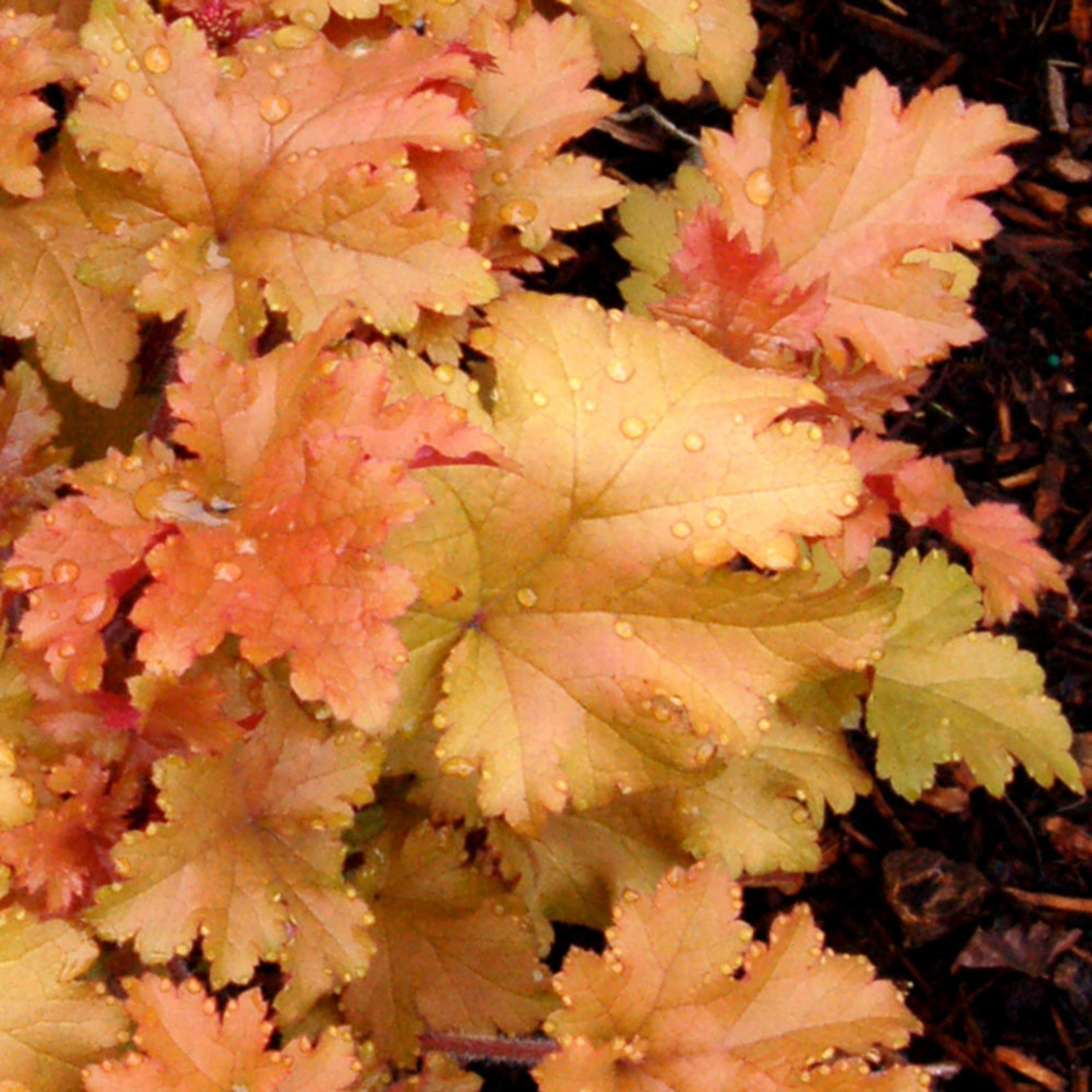 Heuchera Marmalade JParkers