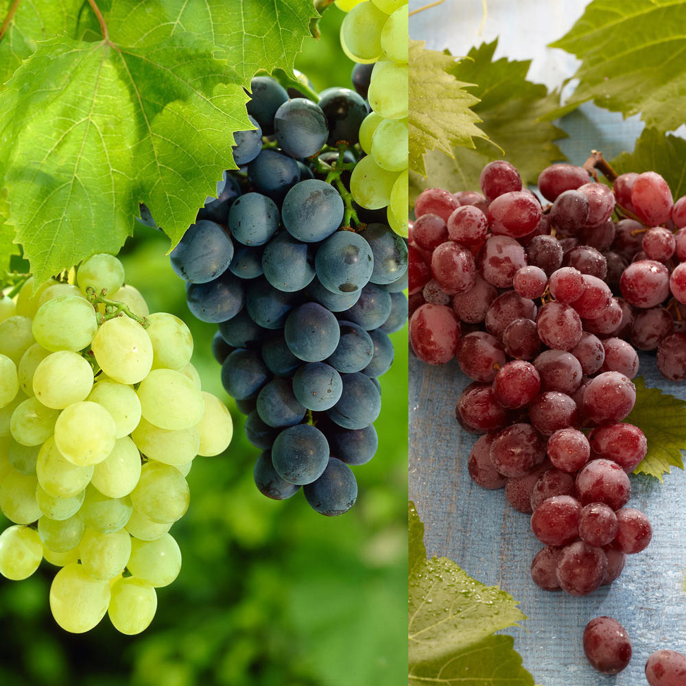 Buy Vitis Seedless Collection | J. Parker's