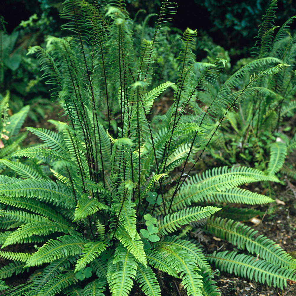 Shop Blechnum Spicant J Parker s shop-blechnum-spicant-j-parker-s