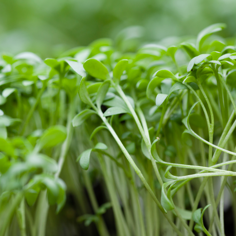 Cress Rocal Shop Common Cress Seeds | J. Parker's