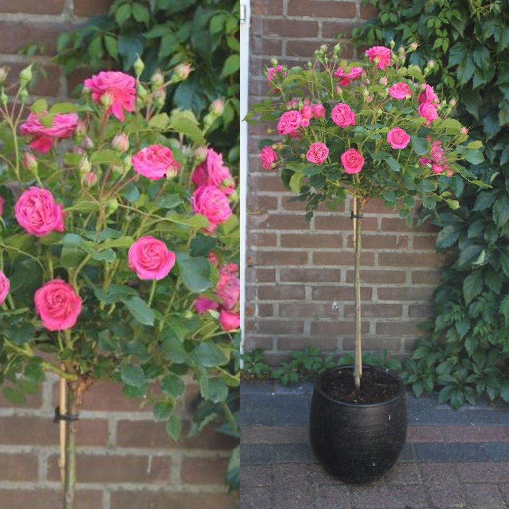 Shop Miniature standard Rose Perfect Pink J. Parker's