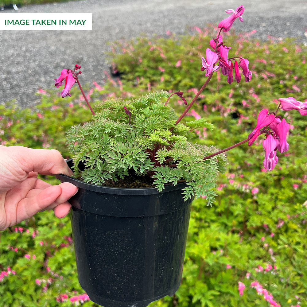 Shop Dicentra 'Candy Hearts' Potted J. Parker's