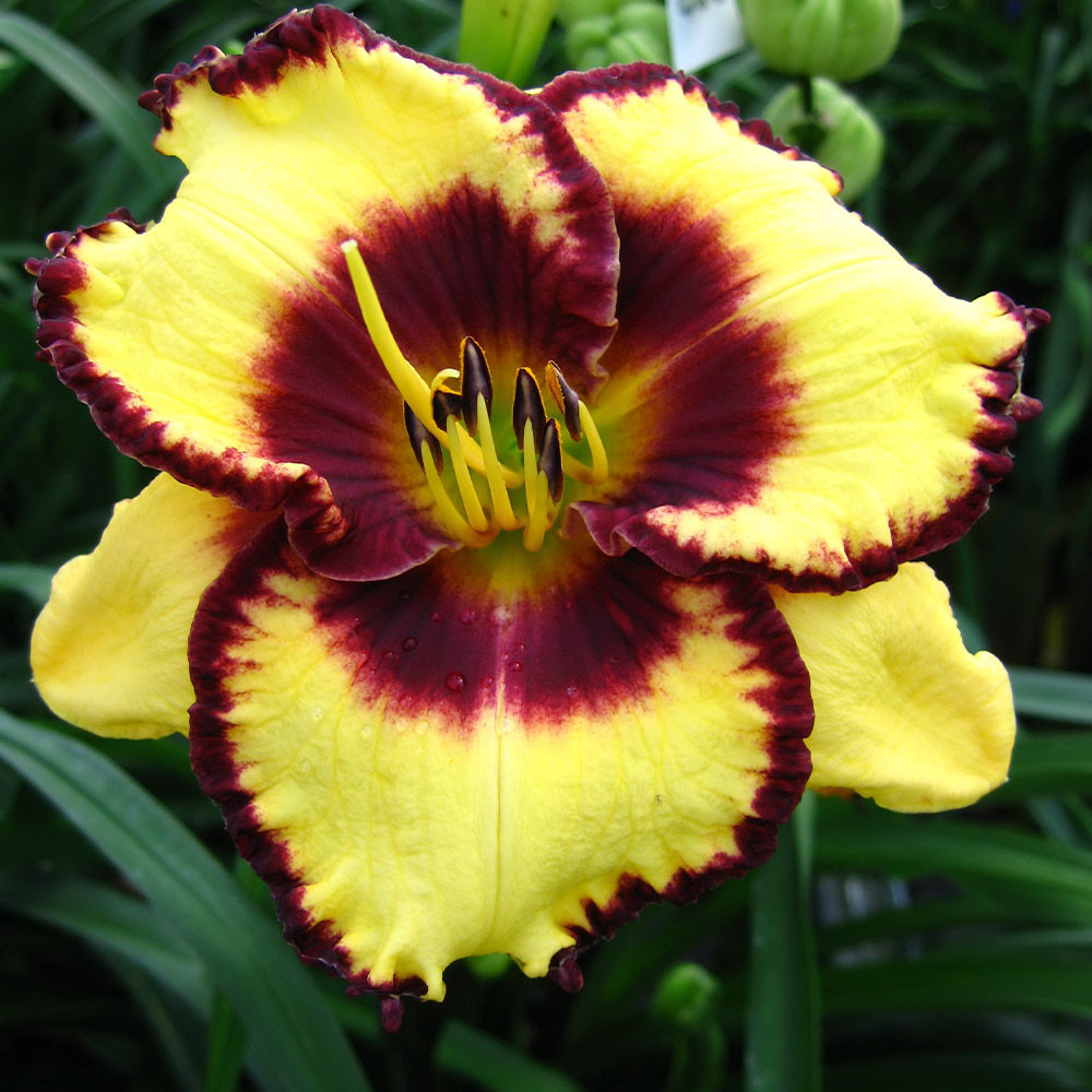 Shop Hemerocallis 'Calico Jack' Potted J. Parker's