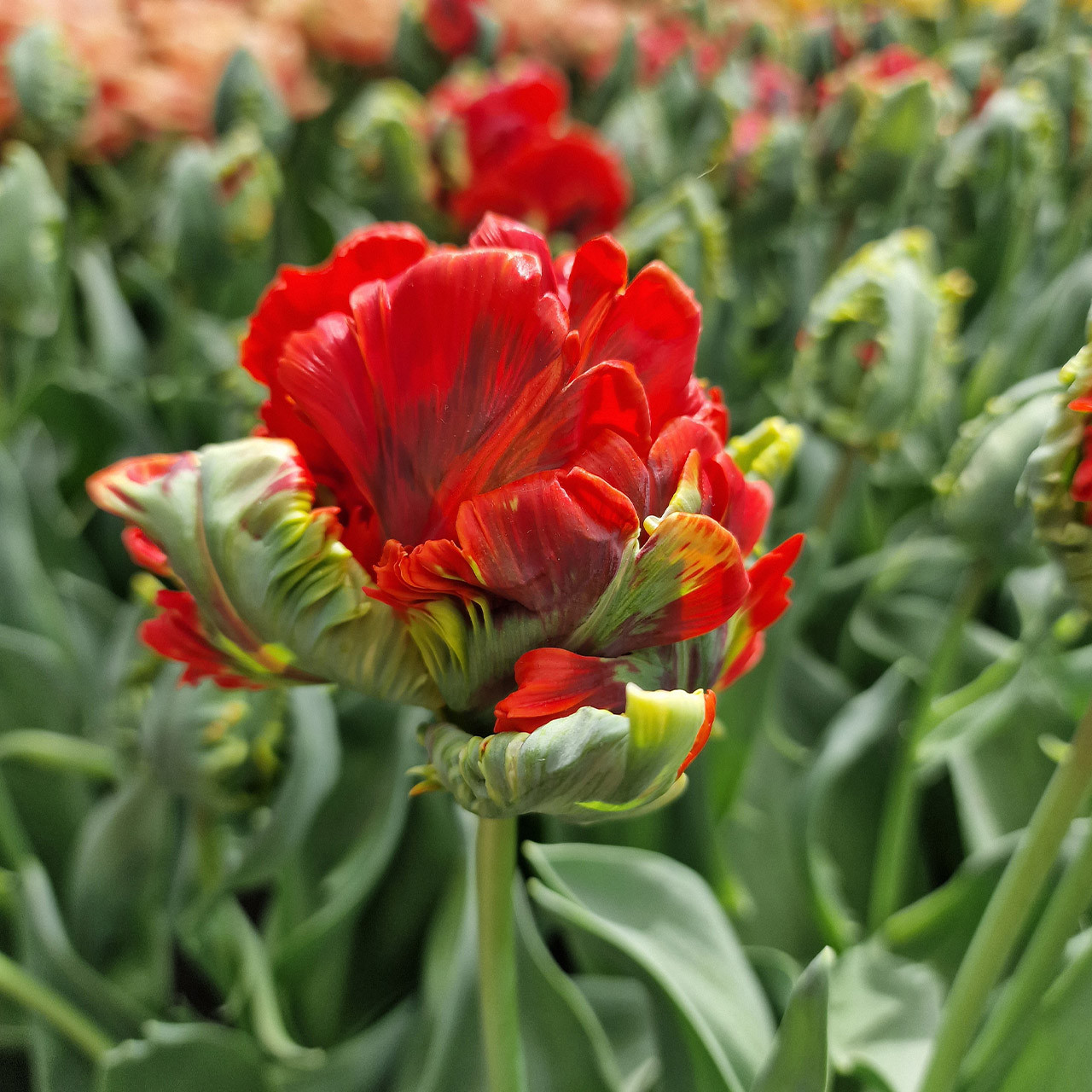Buy Tulip 'Rococo Double' at jparkers.co.uk