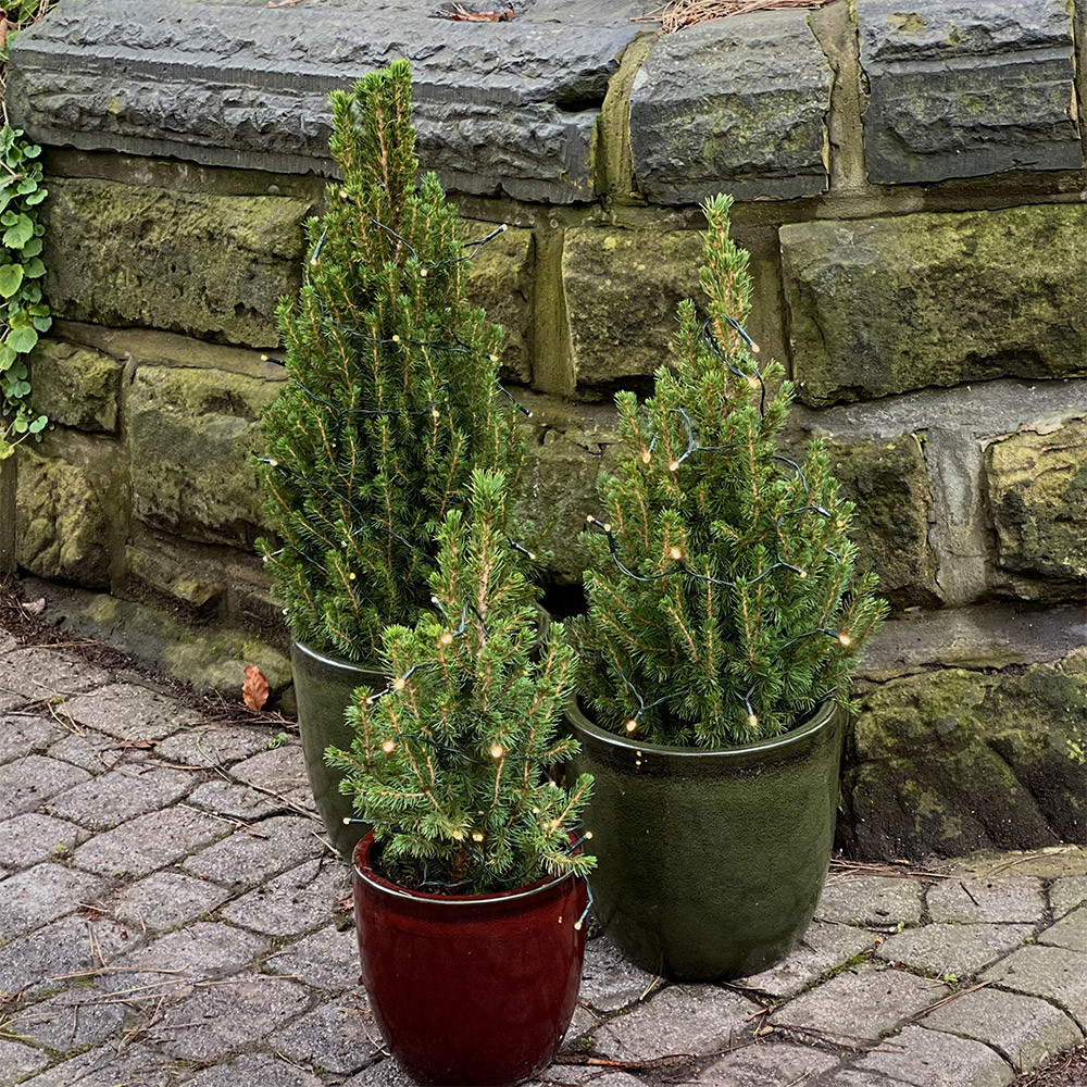 Buy Live Christmas Tree Small at jparkers.co.uk