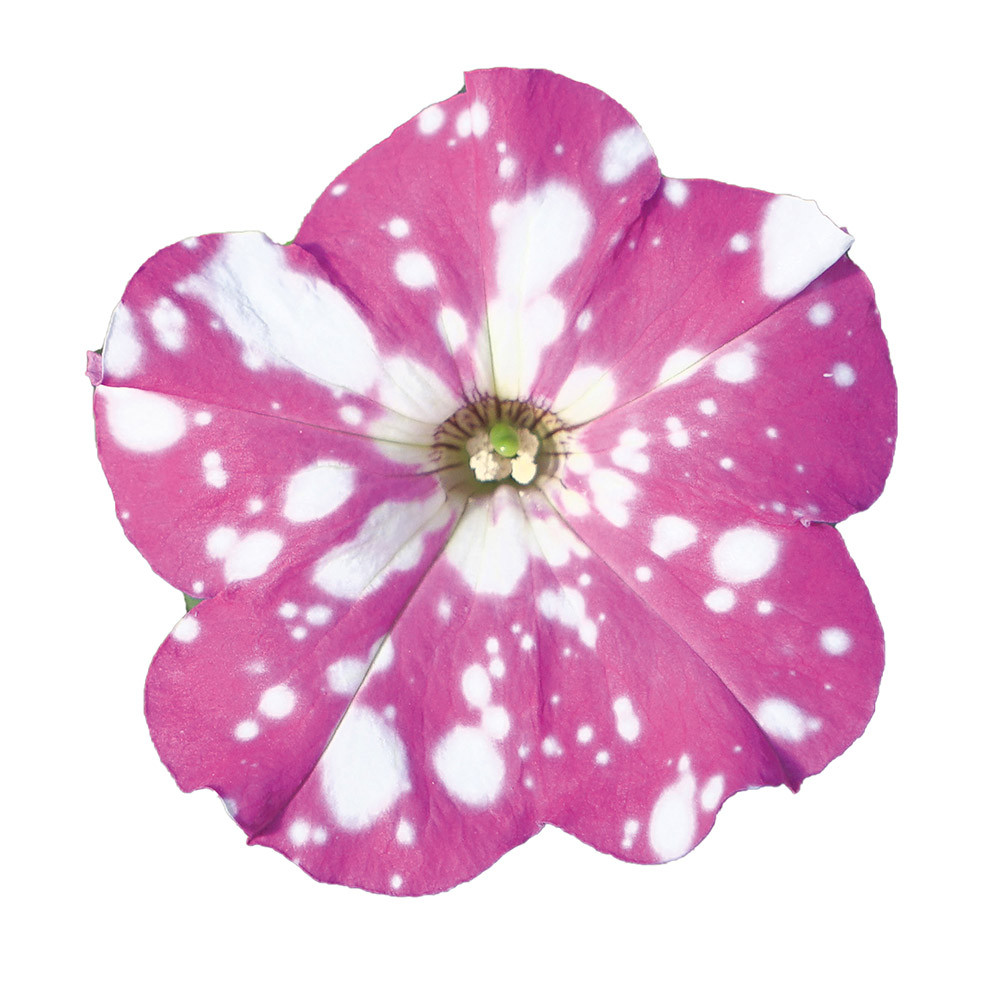 Buy Petunia Startunia Pink for less with J. Parker's