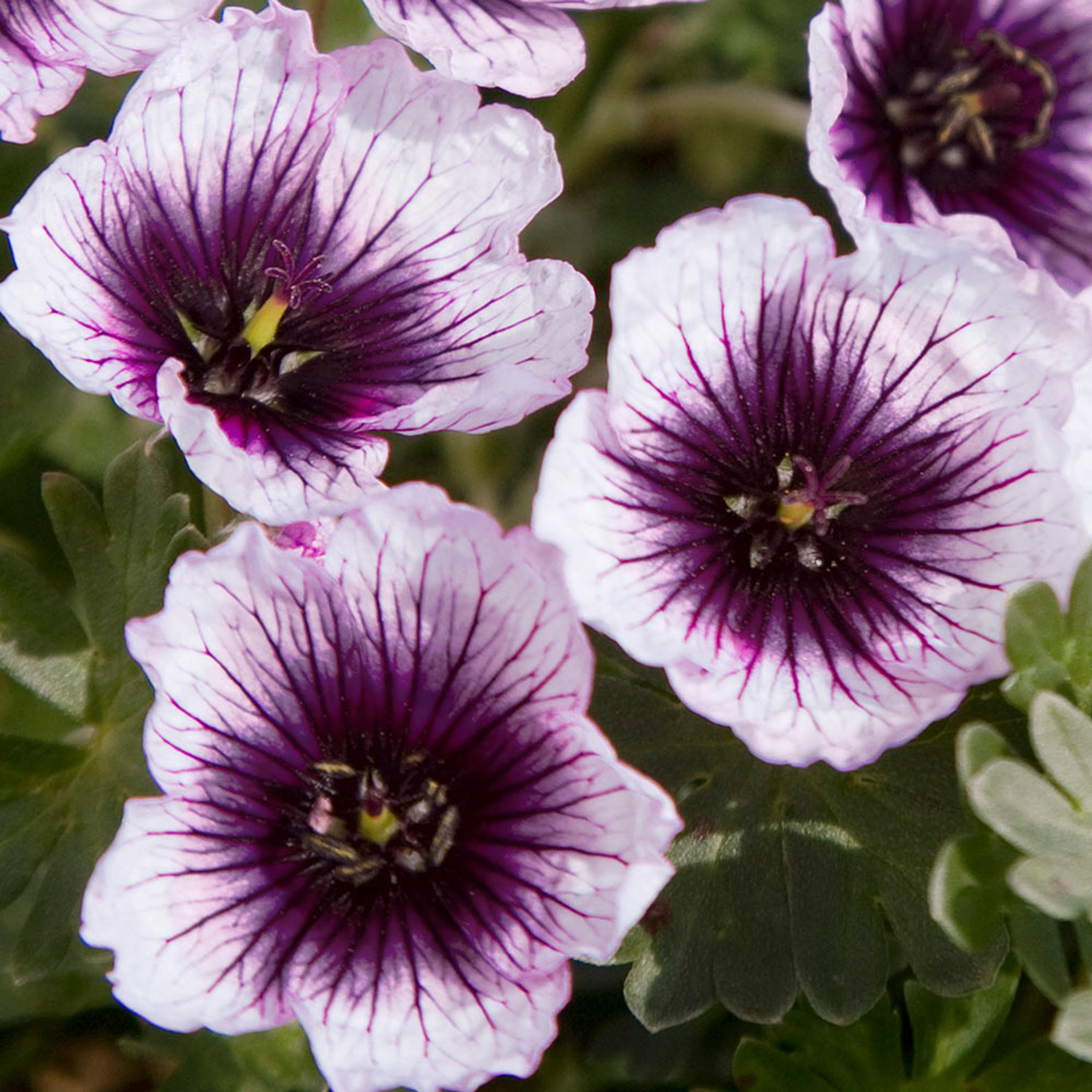 Buy Geranium Thumbling Hearts J Parker Dutch Bulbs 