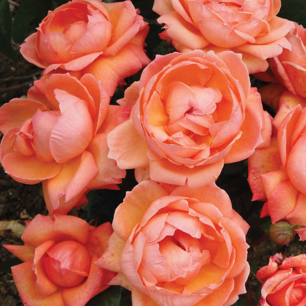 Buy Rose Lady Marmalade J Parker Dutch Bulbs