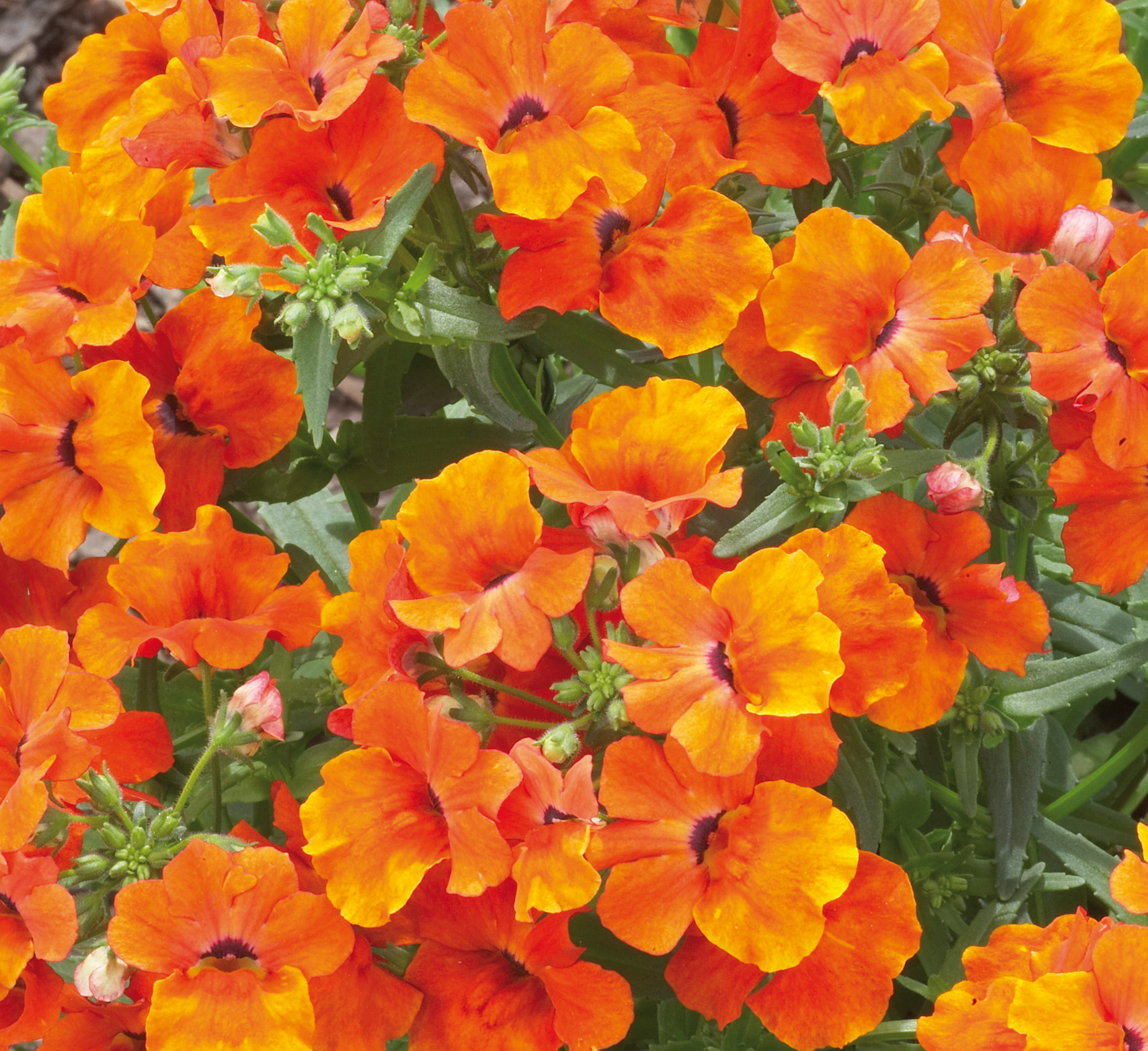 Nemesia Lyric Orange J Parker Dutch Bulbs