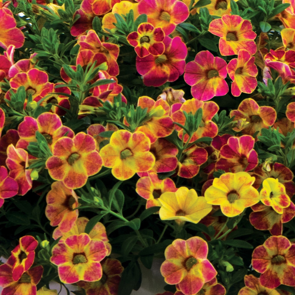 Calibrachoa Chameleon Sunshine Berry | J Parker Dutch Bulbs