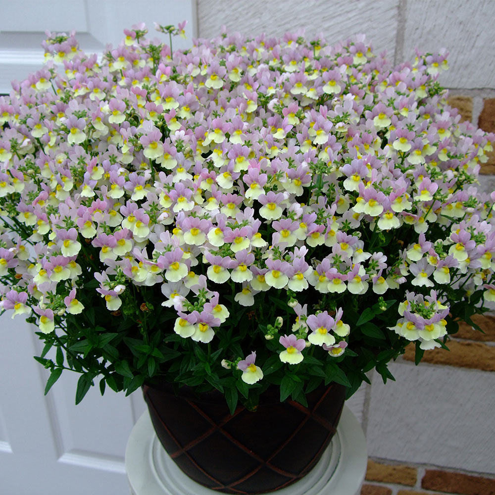 Nemesia Aroma Easter J Parker Dutch Bulbs