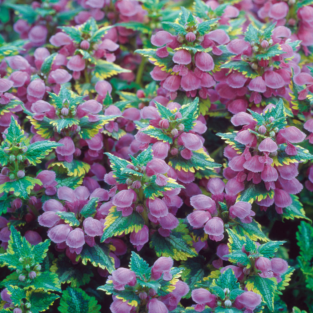 Lamium Golden Anniversary J Parker Dutch Bulbs