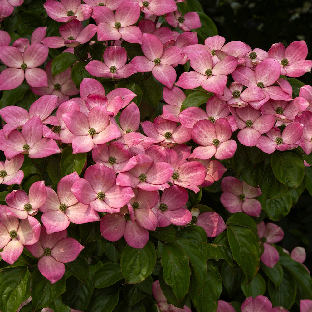 Satomi Kousa Dogwood