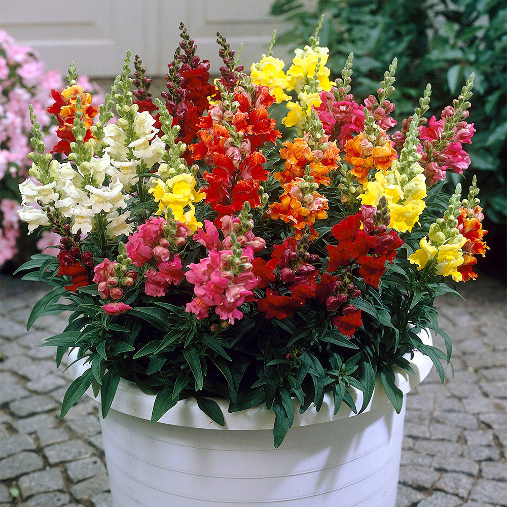 Antirrhinum Liberty F1 Mixed (Garden Ready) J Parker Dutch Bulbs