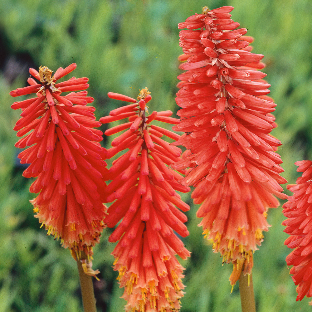 Shop Kniphofia (Red Hot Poker) Nancy's Red | J Parker Dutch Bulbs