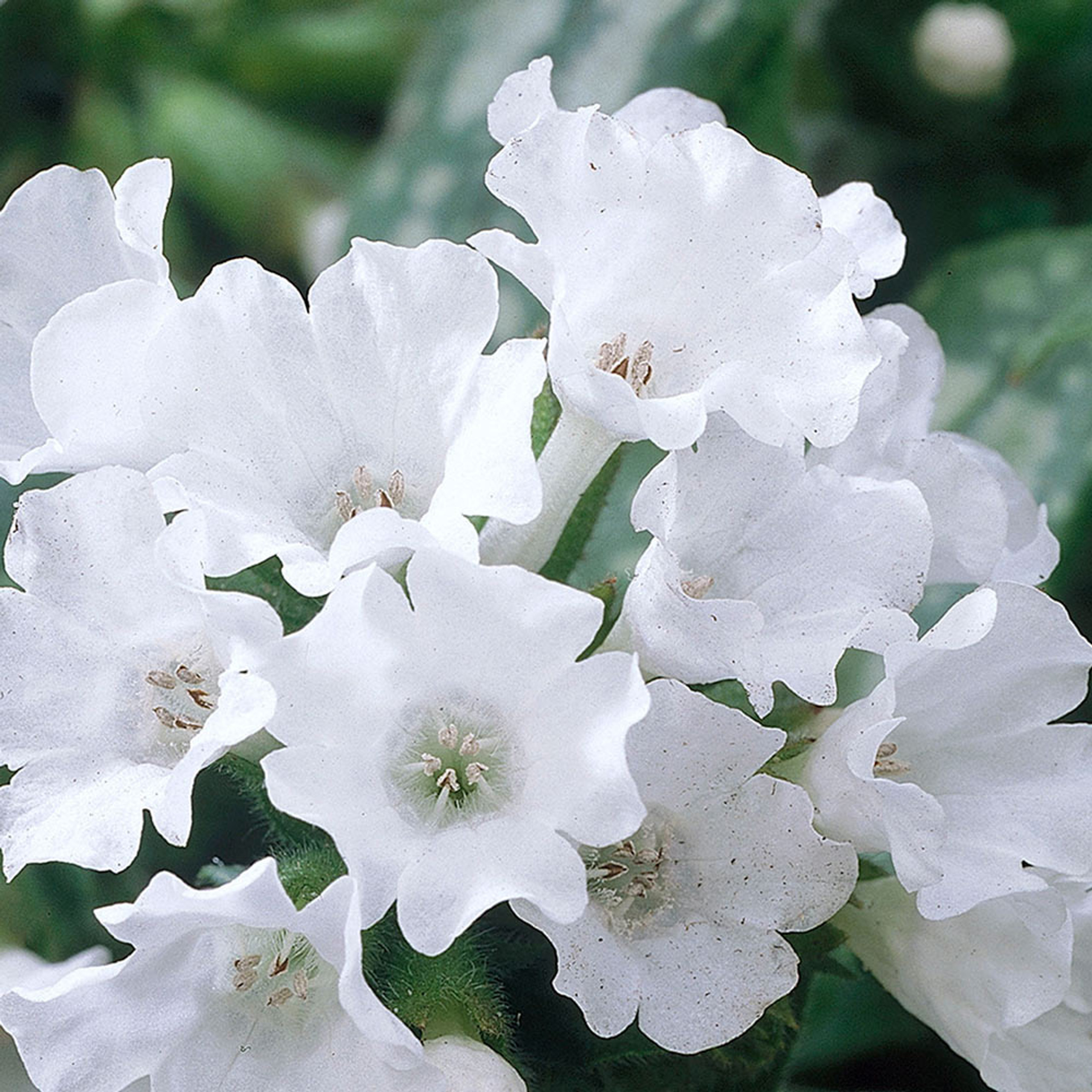 Shop Pulmonaria (Lungwort) Mixed J. Parker's Dutch Bulbs