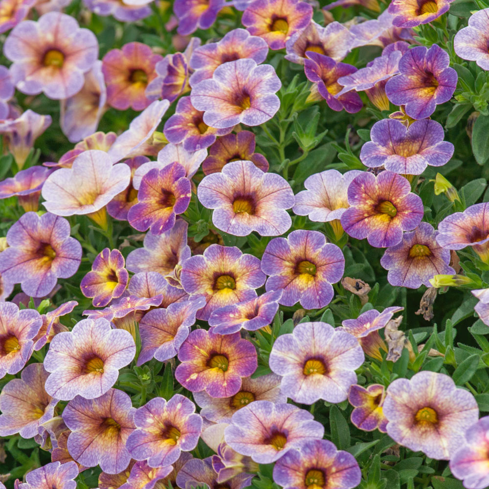 Calibrachoa Chameleon Blueberry Scone | J Parker Dutch Bulbs