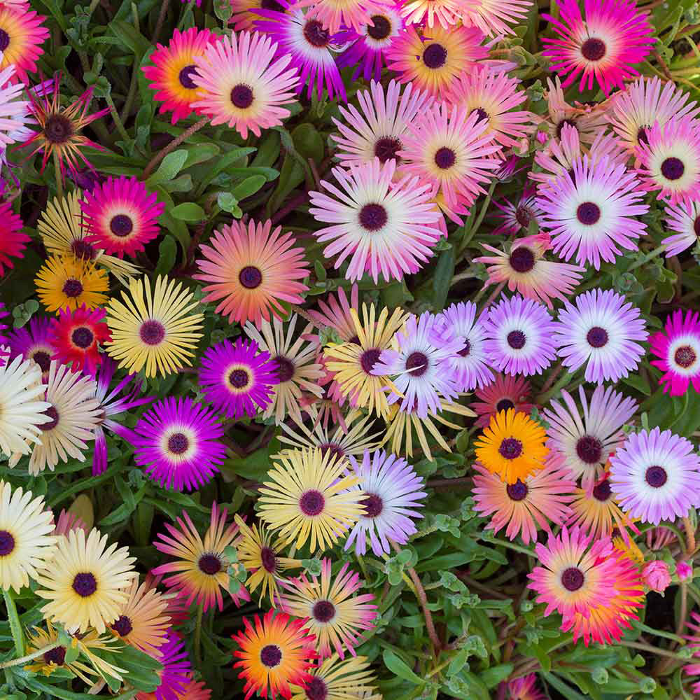 Livingstone Daisy Mixed (Maxi Plugs) J Parker Dutch Bulbs