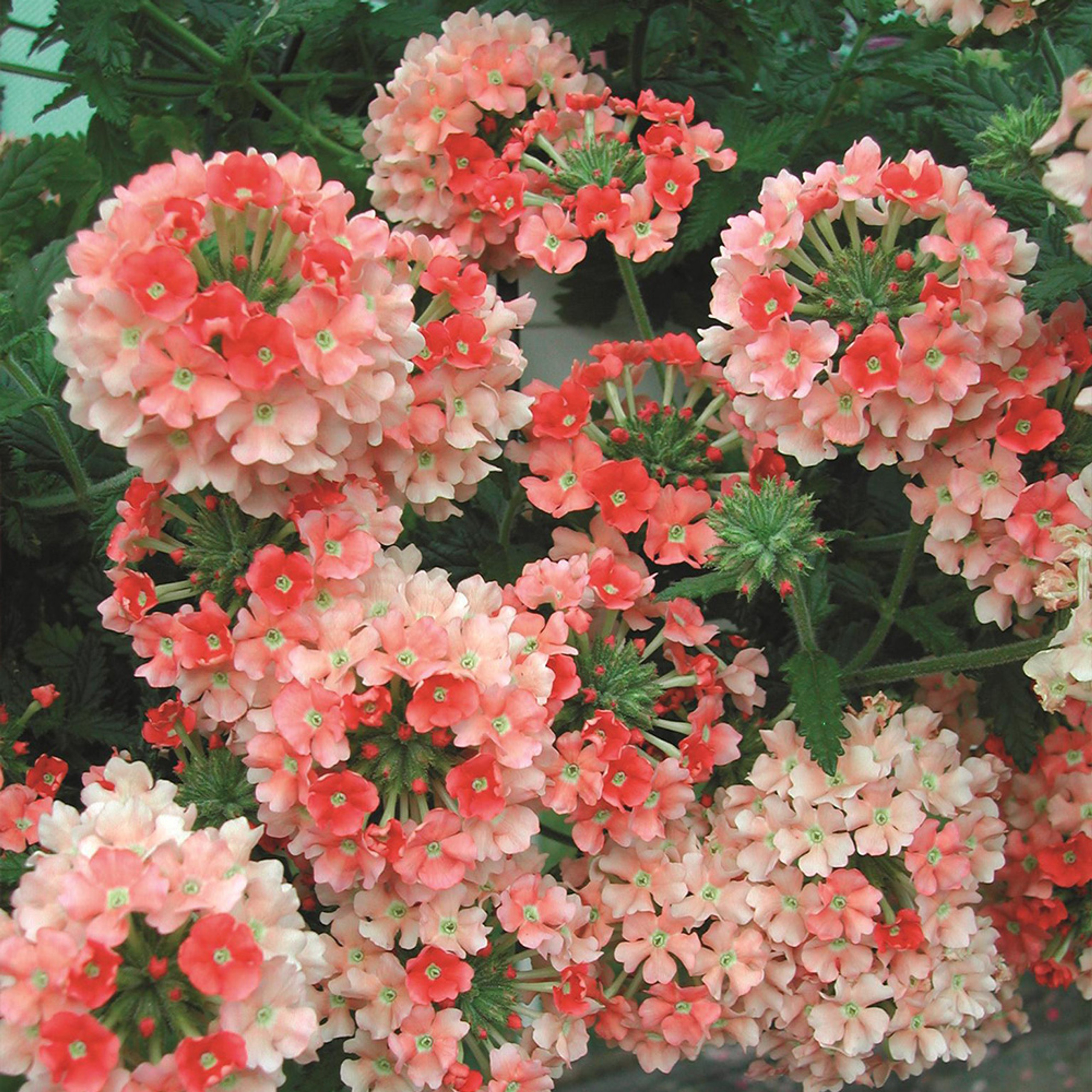 Verbena Samira Peach J Parker Dutch Bulbs