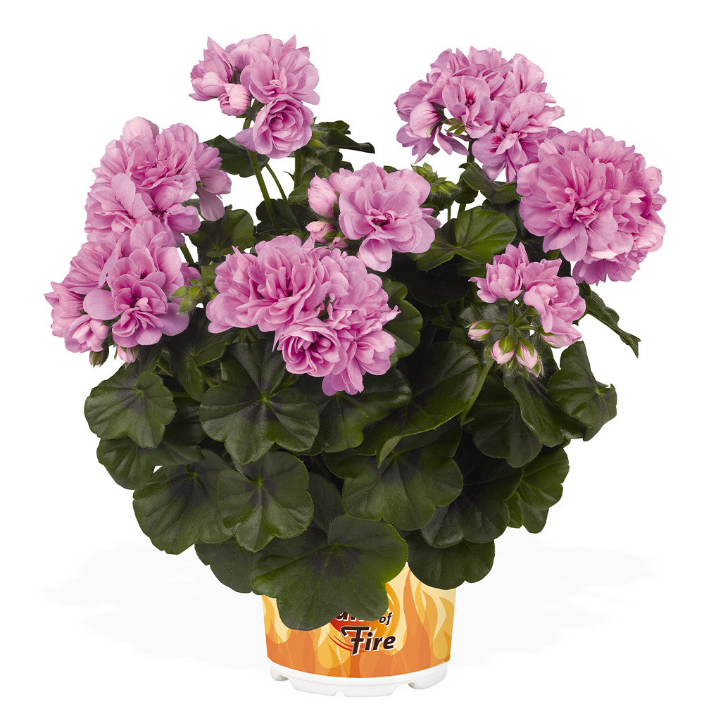 Geranium Great Balls of Fire Lavender J Parker Dutch Bulbs