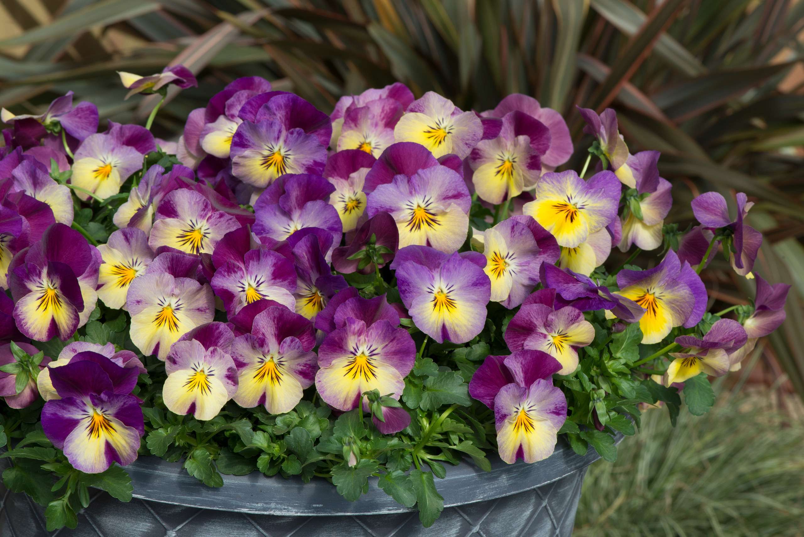 Trailing Pansy Cool Wave Raspberry Swirl J Parker Dutch Bulbs