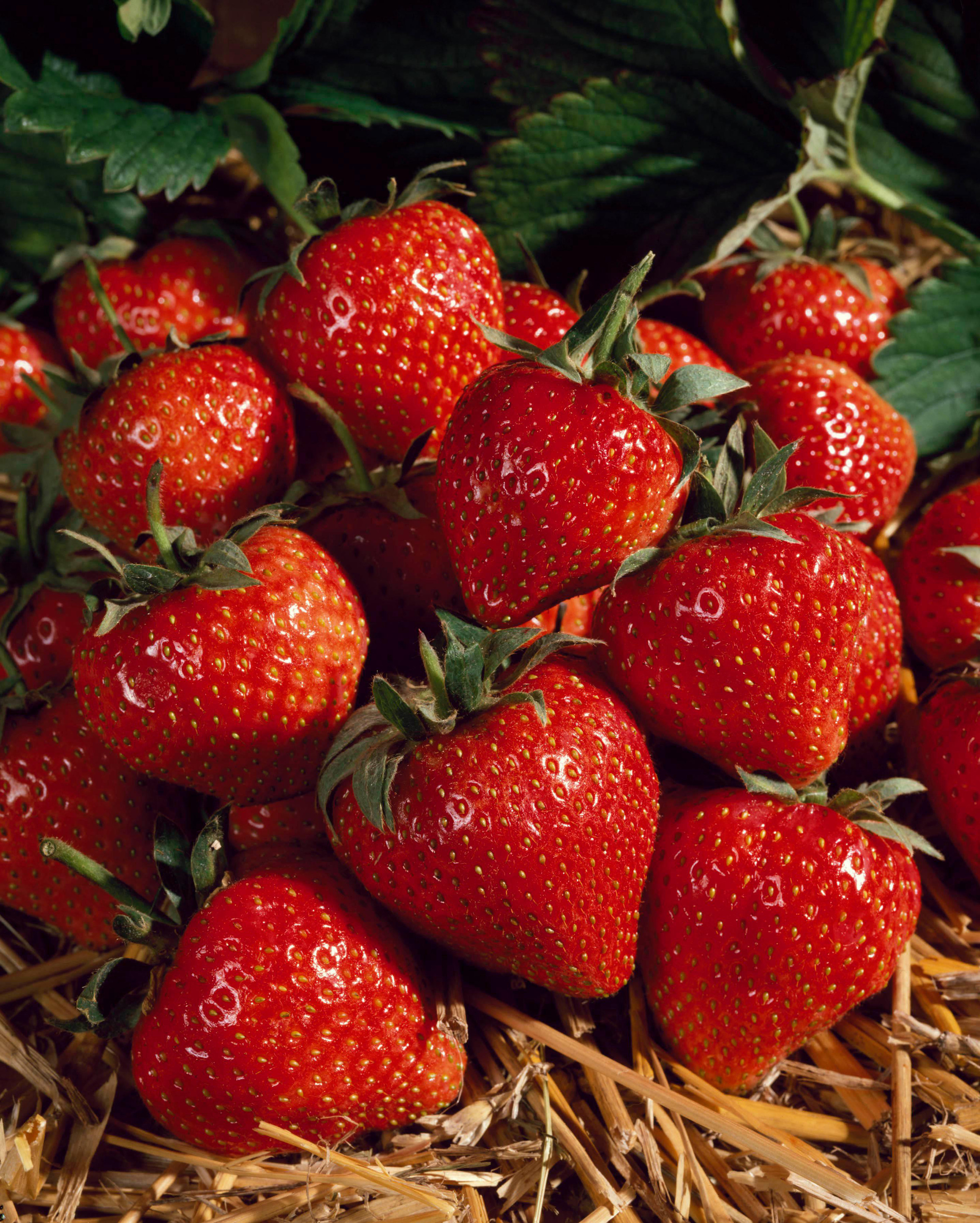 Strawberry Cambridge Favourite J Parker Dutch Bulbs