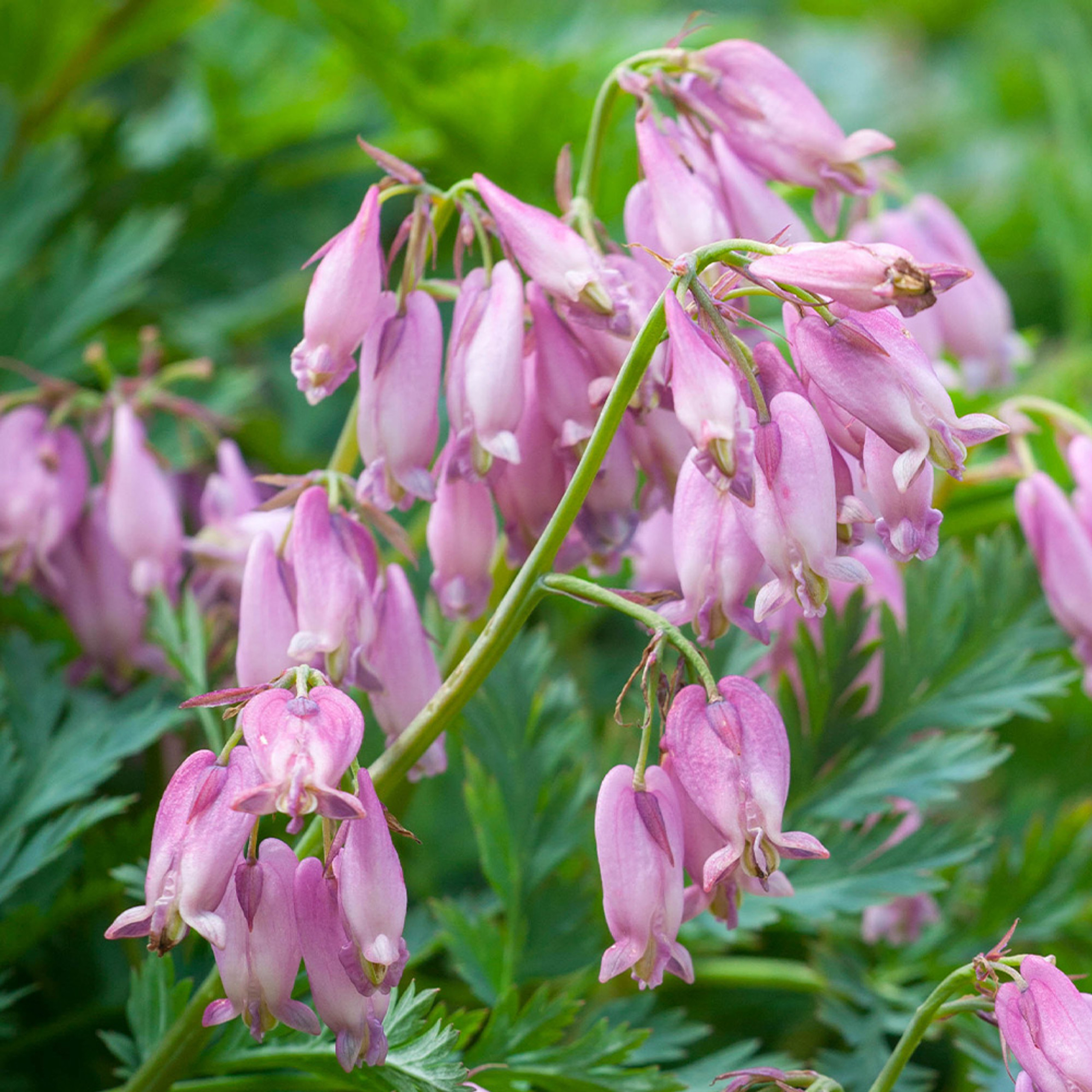 Shop Dicentra formosa Stuart Boothman J Parker's Dutch Bulbs