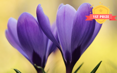 Spring Nature Competition Spring Photo Competition Winners 2019 - JParkers
